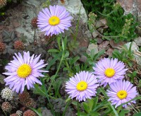 Astra alpínska ružová